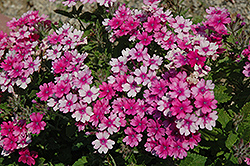 Lanai Upright Bright Rose Verbena (Verbena 'Lanai Upright Bright Rose') at Lakeshore Garden Centres