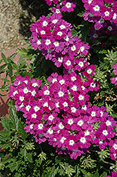 Lanai Upright Blue with Eye Verbena (Verbena 'Lanai Upright Blue with Eye') at Lakeshore Garden Centres