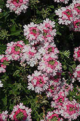 Lanai Twister Pink Verbena (Verbena 'Lanai Twister Pink') at Lakeshore Garden Centres