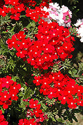 Lanai Scarlet with Eye Verbena (Verbena 'Lanai Scarlet with Eye') at Lakeshore Garden Centres