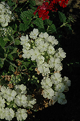 Lanai Lime Green Verbena (Verbena 'Lanai Lime Green') at Lakeshore Garden Centres