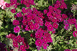 Lanai Deep Purple Verbena (Verbena 'Lanai Deep Purple') at Lakeshore Garden Centres