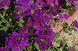 Lanai Blue Denim Verbena (Verbena 'Lanai Blue Denim') at Lakeshore Garden Centres