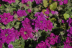 Lanai Blue Verbena (Verbena 'Lanai Blue') at Lakeshore Garden Centres