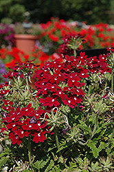 Aztec Burgundy Verbena (Verbena 'Aztec Burgundy') at Lakeshore Garden Centres