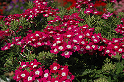 Aztec Burgundy Wink Verbena (Verbena 'Aztec Burgundy Wink') at Lakeshore Garden Centres