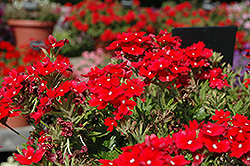 Aztec Cherry Red Verbena (Verbena 'Aztec Cherry Red') at Lakeshore Garden Centres