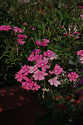 Aztec Magic Dark Pink Verbena (Verbena 'Aztec Magic Dark Pink') at Lakeshore Garden Centres