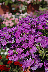 Aztec Magic Grape Verbena (Verbena 'Aztec Magic Grape') at Lakeshore Garden Centres