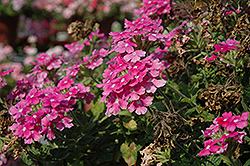 Aztec Lavender Verbena (Verbena 'Aztec Lavender') at Lakeshore Garden Centres
