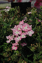 Aztec Light Pink Verbena (Verbena 'Aztec Light Pink') at Lakeshore Garden Centres