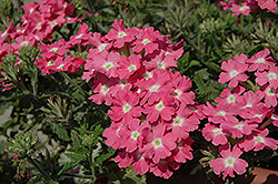 Aztec Pink Verbena (Verbena 'Aztec Pink') at Lakeshore Garden Centres