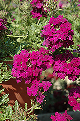 Aztec Magic Plum Verbena (Verbena 'Aztec Magic Plum') at Lakeshore Garden Centres