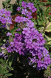 Fuego Denim Blue Verbena (Verbena 'Fuego Denim Blue') at Lakeshore Garden Centres