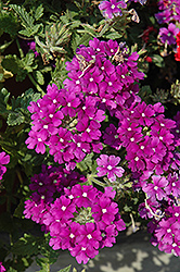 Fuego Magenta Verbena (Verbena 'Fuego Magenta') at Lakeshore Garden Centres