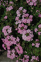 Fuego Magic Light Pink Verbena (Verbena 'Fuego Magic Light Pink') at Lakeshore Garden Centres