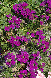 Fuego Magic Dark Blue Verbena (Verbena 'Fuego Magic Dark Blue') at Lakeshore Garden Centres