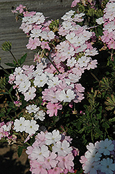 Enduro White Blush Verbena (Verbena 'Enduro White Blush') at Lakeshore Garden Centres