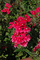 Aztec Wild Rose Verbena (Verbena 'Aztec Wild Rose') at Lakeshore Garden Centres