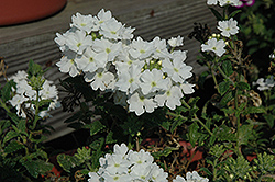 Aztec White Verbena (Verbena 'Aztec White') at Lakeshore Garden Centres