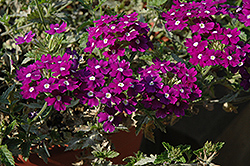 Donalena Blue Soul Verbena (Verbena 'Donalena Blue Soul') at Lakeshore Garden Centres