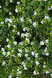 Cupid White False Heather (Cuphea hyssopifolia 'Cupid White') at Lakeshore Garden Centres