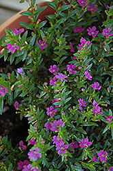 Cupid Purple False Heather (Cuphea hyssopifolia 'Cupid Purple') at Lakeshore Garden Centres