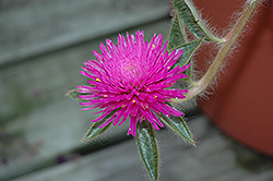 Pink Zazzle Gomphrena (Gomphrena 'Pink Zazzle') at Lakeshore Garden Centres