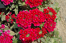 Estrella Merlot Verbena (Verbena 'Estrella Merlot') at Lakeshore Garden Centres