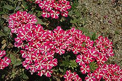 Estrella Voodoo Pink Star Verbena (Verbena 'Estrella Voodoo Pink Star') at Lakeshore Garden Centres