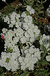 Empress White Verbena (Verbena 'Empress White') at Lakeshore Garden Centres