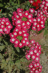 Empress Strawberry Charme Verbena (Verbena 'Empress Strawberry Charme') at Lakeshore Garden Centres