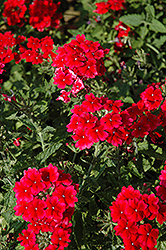 Empress Strawberry Verbena (Verbena 'Empress Strawberry') at Lakeshore Garden Centres