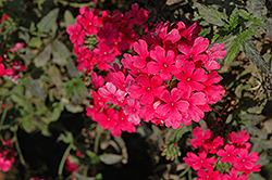 Empress Salmon Pink Verbena (Verbena 'Empress Salmon Pink') at Lakeshore Garden Centres