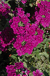 Empress Purple Verbena (Verbena 'Empress Purple') at Lakeshore Garden Centres