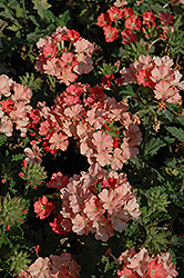 Empress Peach Verbena (Verbena 'Empress Peach') at Lakeshore Garden Centres