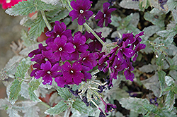 Empress Imperial Blue Verbena (Verbena 'Empress Imperial Blue') at Lakeshore Garden Centres