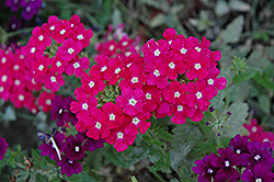 Empress Hot Pink Charme Verbena (Verbena 'Empress Hot Pink Charme') at Lakeshore Garden Centres