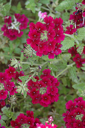 Empress Godiva Verbena (Verbena 'Empress Godiva') at Lakeshore Garden Centres