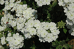 Empress Flair White Verbena (Verbena 'Empress Flair White') at Lakeshore Garden Centres