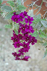 Empress Flair Violet Blue Verbena (Verbena 'Empress Flair Violet Blue') at Lakeshore Garden Centres