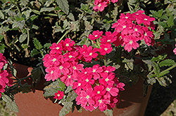 Empress Flair Pink Charme Verbena (Verbena 'Empress Flair Pink Charme') at Lakeshore Garden Centres