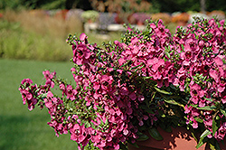 Carita Cascade Raspberry Angelonia (Angelonia angustifolia 'Carita Cascade Raspberry') at Lakeshore Garden Centres