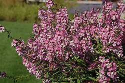 AngelMist Spreading Pink Angelonia (Angelonia angustifolia 'Balangspini') at Lakeshore Garden Centres