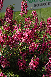 Carita Raspberry Angelonia (Angelonia angustifolia 'Carita Raspberry') at Lakeshore Garden Centres