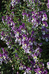 Adessa Blue Angelonia (Angelonia angustifolia 'Adessa Blue') at Lakeshore Garden Centres