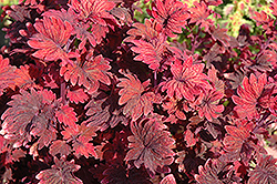 Gnash Rambler Coleus (Solenostemon scutellarioides 'Gnash Rambler') at Lakeshore Garden Centres