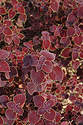 Garnet Robe Coleus (Solenostemon scutellarioides 'Garnet Robe') at Lakeshore Garden Centres