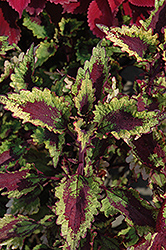 Roaring Fire Coleus (Solenostemon scutellarioides 'Roaring Fire') at Lakeshore Garden Centres