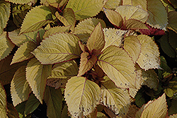 Orange King Coleus (Solenostemon scutellarioides 'Orange King') at Lakeshore Garden Centres